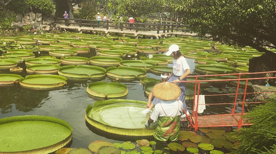 Du khách trải nghiệm ngồi trên lá sen