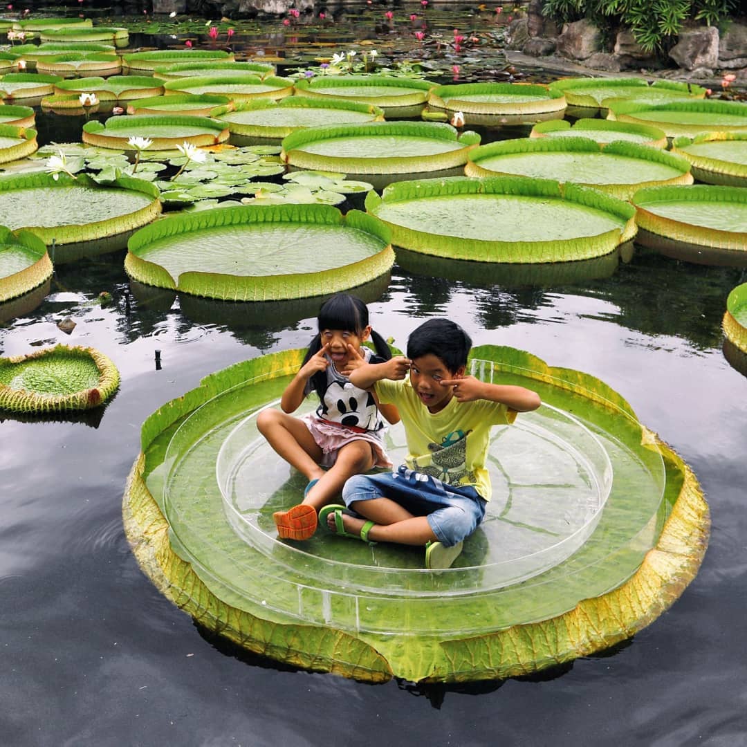 Ngồi trên lá sen