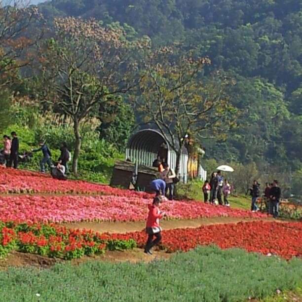 Hoa ở Ta Shee Blooming Oasis