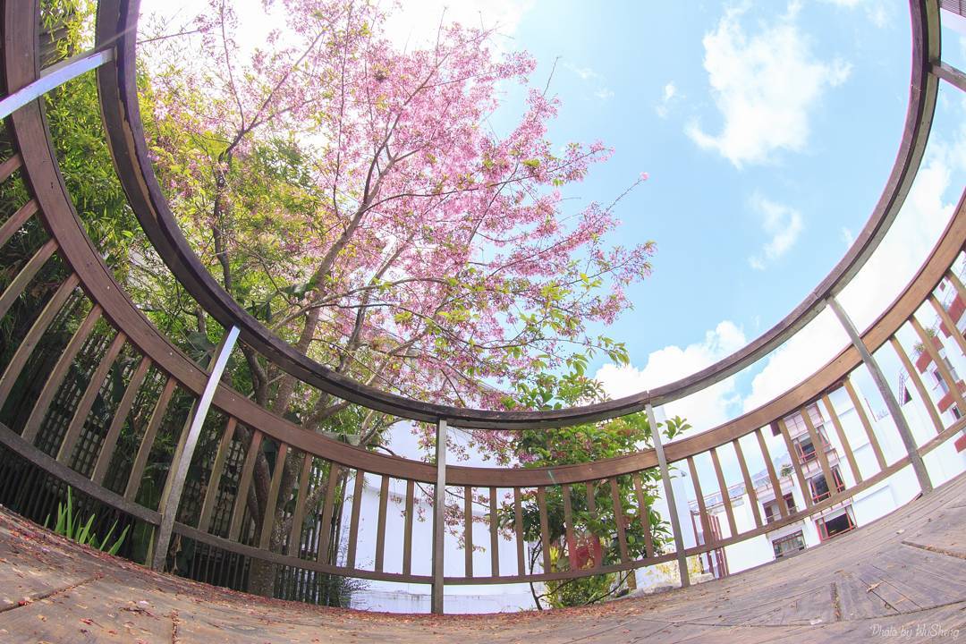 Hoa anh đào ở hồ Wushe