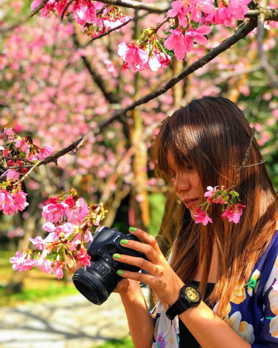 Hoa anh đào ở công viên quốc gia
