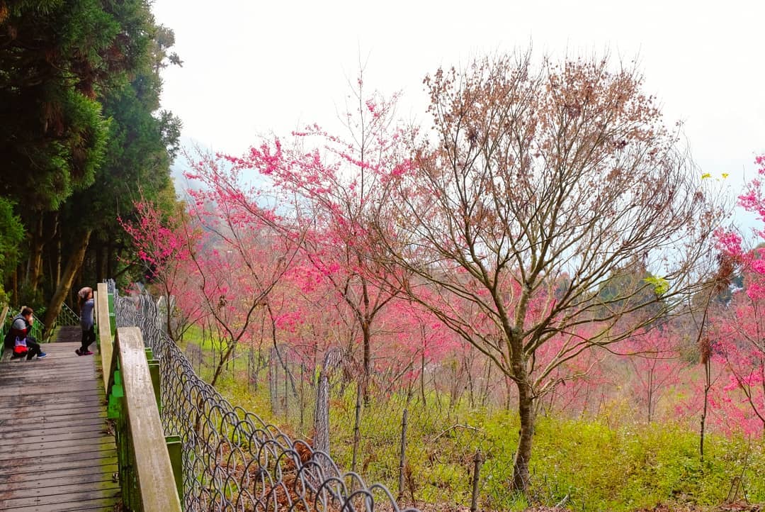Cingjing Farm mùa xuân