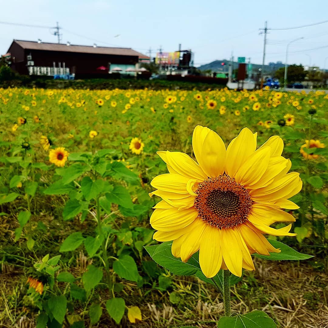 Hoa hướng dương