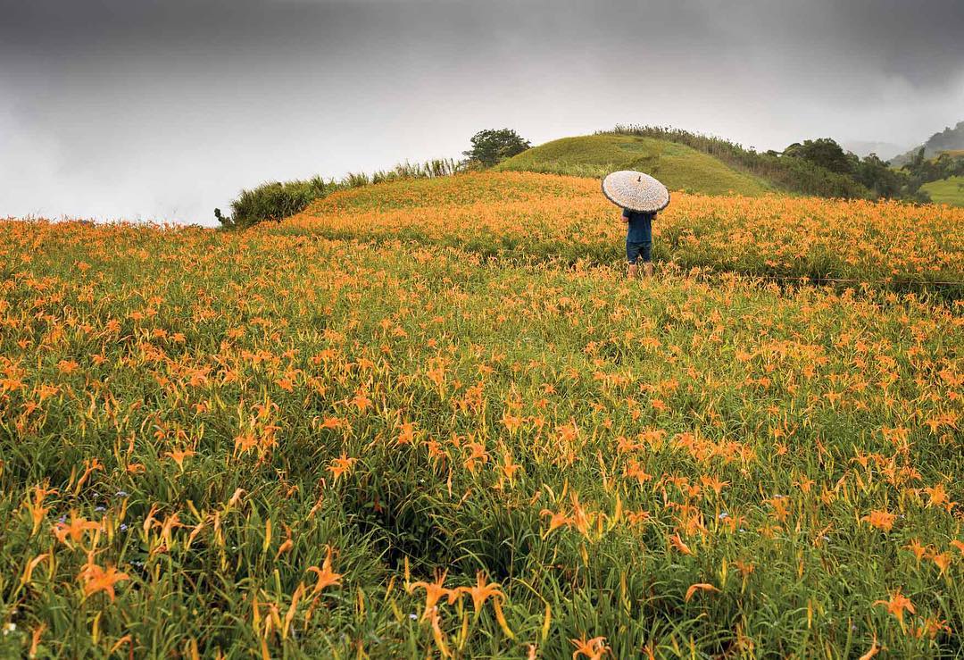 Đồi hoa lily