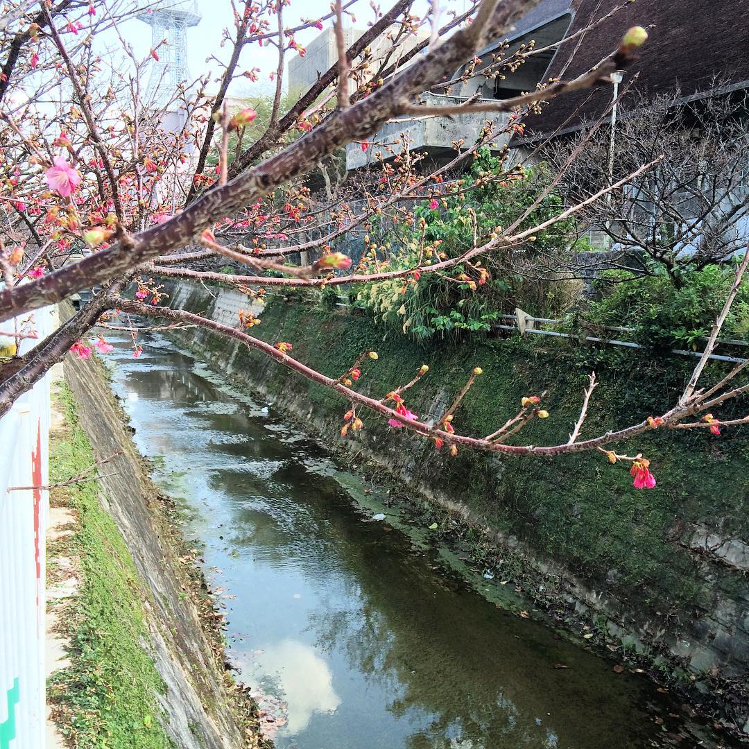 Hoa anh đào miền Trung