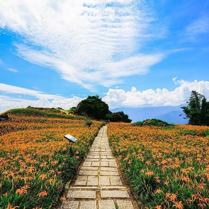 Hoa Liên mùa hạ