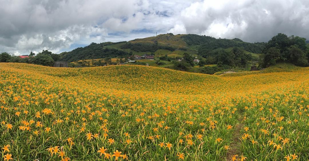 Cánh đồng hoa lily