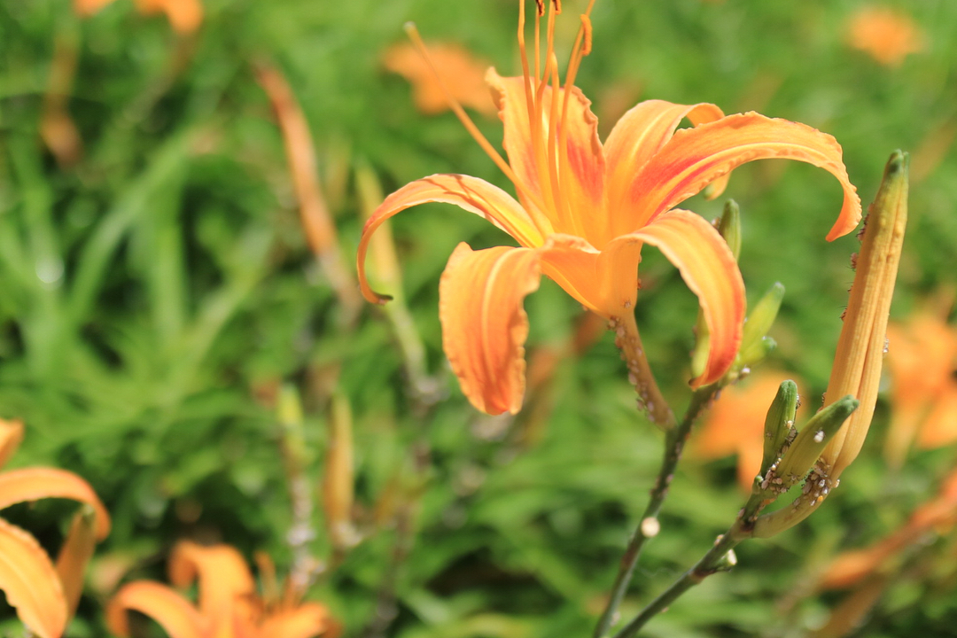 Hoa lily để chế biến món ăn