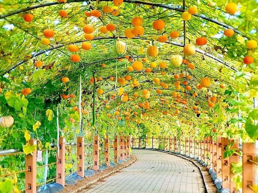 Con đường bí ngô