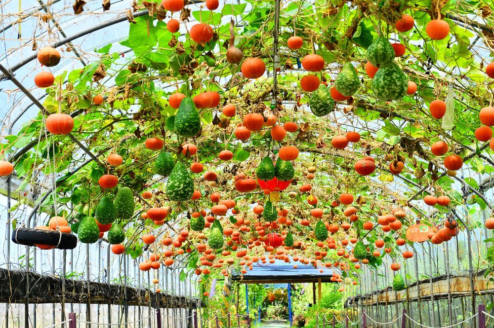 Nông trại bí ngô